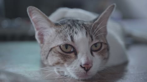 cara de gato, ojo de gato, el gato mira hacia arriba.