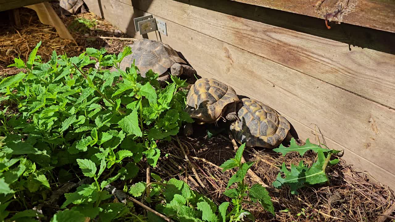 Close-up of three tortoises among green plants, one climbing over another while the third remains still
