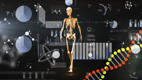 animación de moléculas con esqueleto humano y cadena de adn sobre el procesamiento de datos en fondo negro
