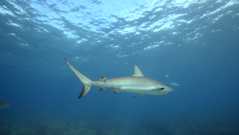 reef shark swimming in shallow water in bimini