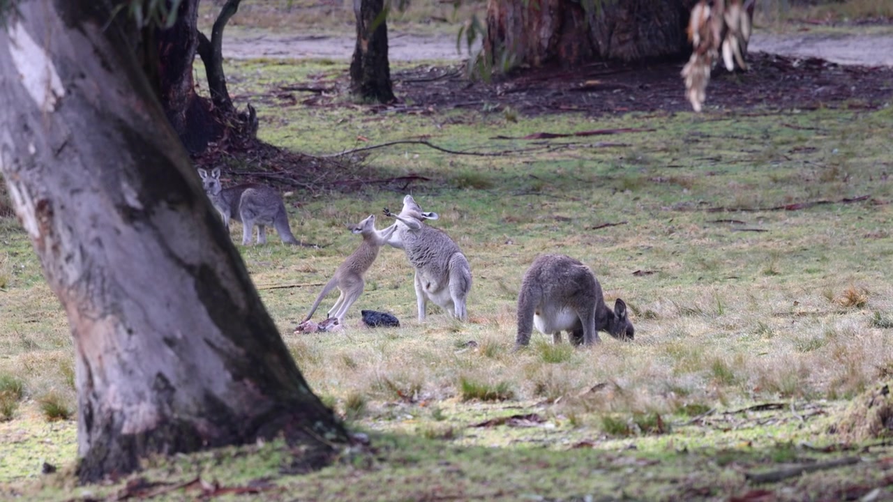 Several kangaroos forage and rest beneath eucalyptus trees in a tranquil Australian woodland, soft daylight filtering through branches. Wide angle shot with natural earthy tones.