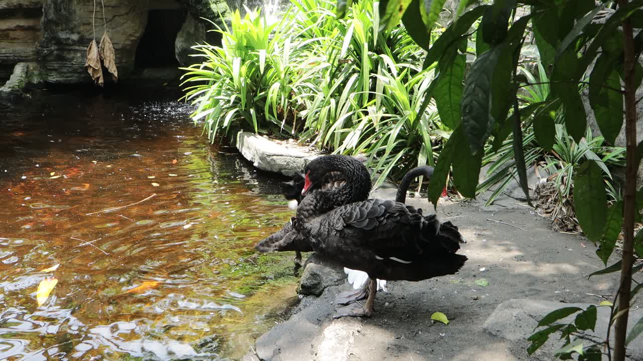 Black Swan Preening by the Pond in Lush Natural Habitat