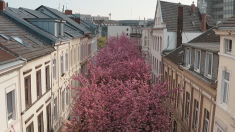 kirschblüte cherry花在城市內的無人機空中拍攝,在hierstraßehierstreetbreitestraßebonn旅遊 30p