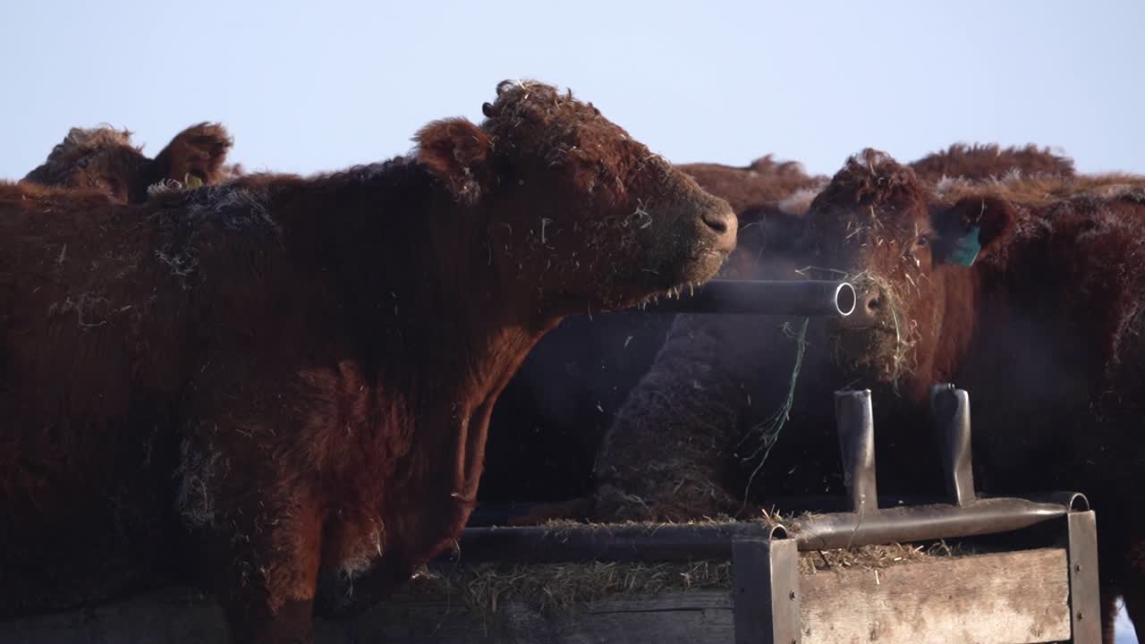 un rebaño de vacas comiendo heno en cámara lenta durante el invierno en canadá