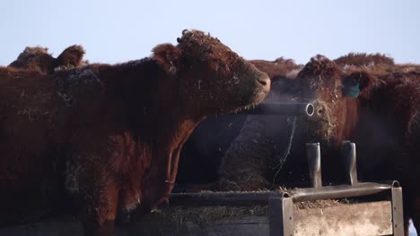 a herd of cows eating hay in slow motion during the winter in canada