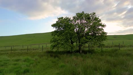 single tree on british hillside farm, orbital drone shot