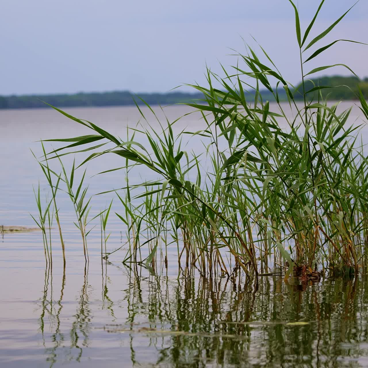 Water plant growing right from the river. Surface of the river calm and grey on dull day. Blurred background
