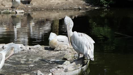 tranquil scenes: white pelicans relaxing and preening in the zoo