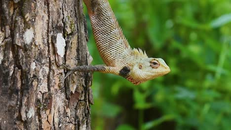 male oriental garden lizard on a tree in the tropical country sri lanka