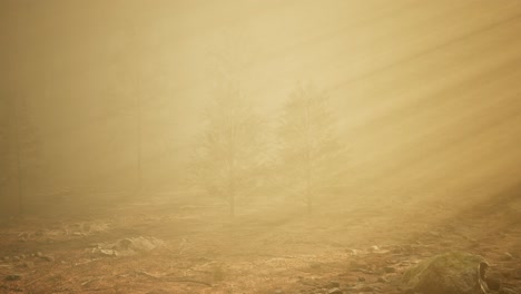autumn forest and trees in morning fog