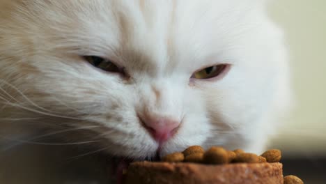 white furry cat eats with pleasure dry and canned food. scottish highland straight. 4k
