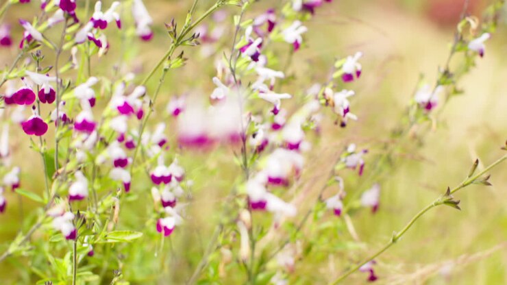 close up de las flores de la planta de salvia que crece al aire libre en el jardín