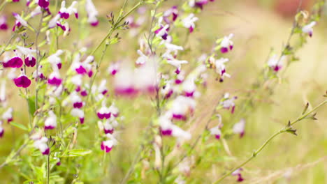 close up de las flores de la planta de salvia que crece al aire libre en el jardín