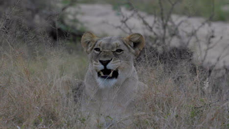 Beautiful-lioness-lying-down,-yawns-and-shows-her-big-mouth-and-teeth-in-the-Kruger-National-Park,-in-South-Africa