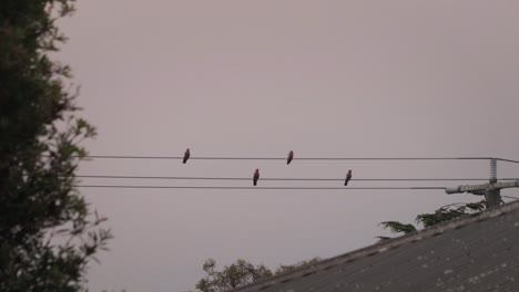 galah birds perched on powerlines, sunset dusk, maffra, gippsland, victoria, australia