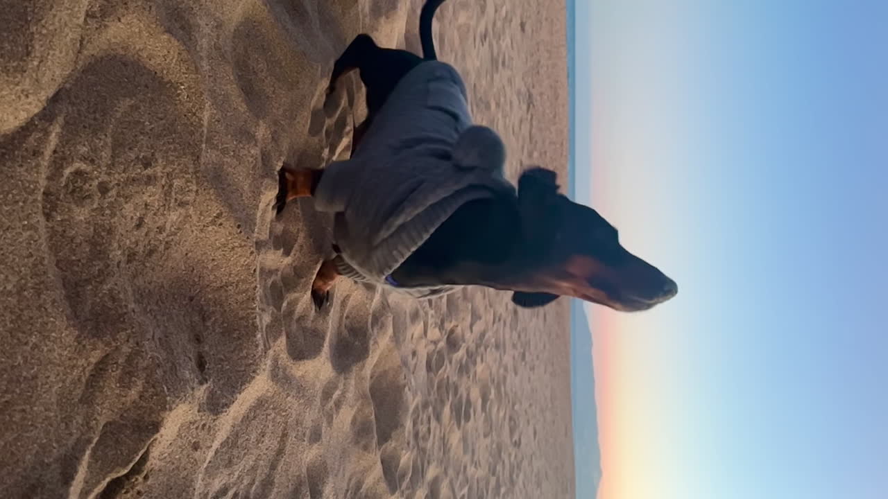 dachshund en miniatura con ropa de perro en la playa durante la puesta de sol sacudiendo la arena, cámara lenta