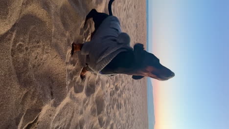 Dachshund-En-Miniatura-Con-Ropa-De-Perro-En-La-Playa-Durante-La-Puesta-De-Sol-Sacudiendo-La-Arena,-Cámara-Lenta