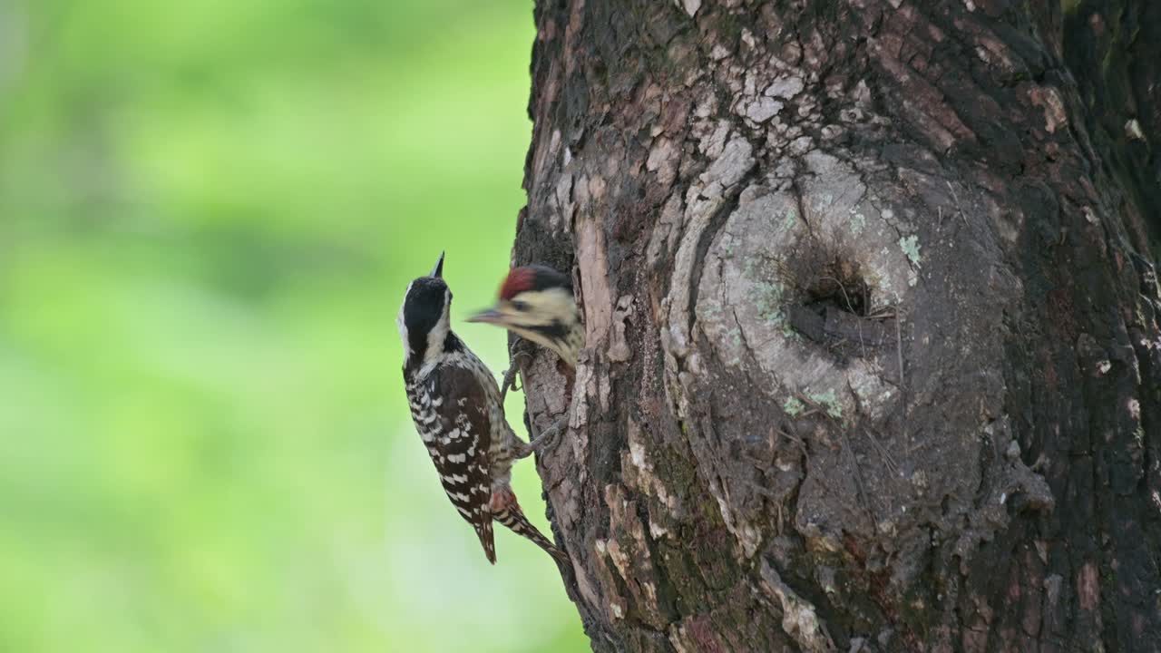 태국에서 먹이를 입에 넣고 새끼를 낳기 위해 내려가는 모습을 볼 수 있습니다.