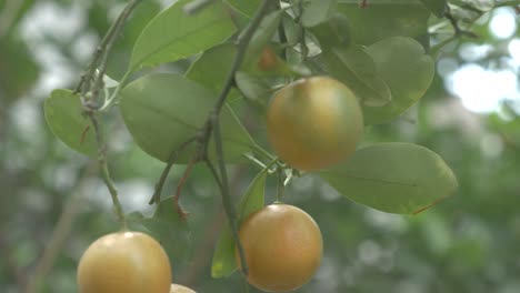 kumquats, cumquats fruta de la suerte en la cultura china