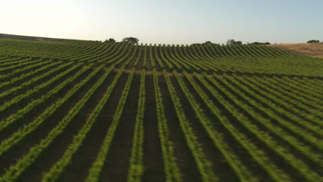 Helicopter-aerial-of-a-vineyard-in-the-Santa-Maria-Valley-California-4