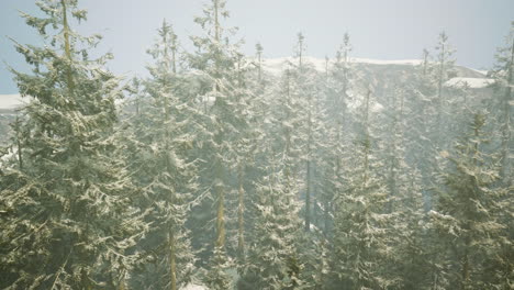 snowy forest with mountains in the background