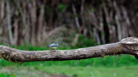 A-Blue-Tit-flying-off-a-log-in-slow-motion