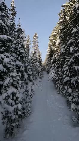 FPV-Renndrohne-Fliegt-Durch-Schmale,-Schneebedeckte-Baumpassage