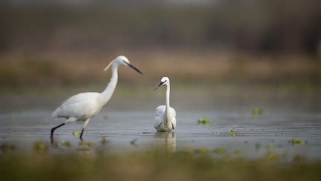 las pequeñas garzas en busca de peces en el estanque