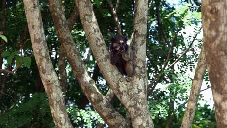 Toma-En-Cámara-Lenta-De-Un-Adorable-Tití-Comiendo-Una-Fruta-En-Un-árbol-Y-Defendiendo-Su-Comida-Mientras-Otro-Tití-Salta-En-El-Hermoso-Parque-Nacional-Chapada-Diamantina-En-Bahia,-Noreste-De-Brasil