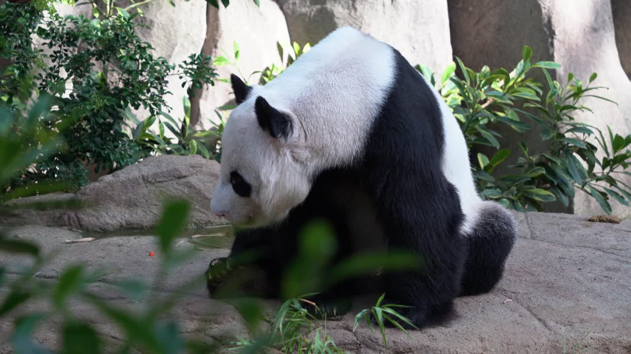 primer plano capturando un panda gigante soñoliento bostezando, ailuropoda melanoleuca sentado en el suelo con la boca abierta durante el día