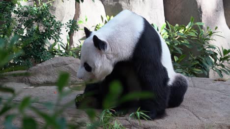 close up shot capturing a yawning sleepy giant panda, ailuropoda melanoleuca sitting on the ground with mouth wide open at daytime