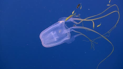 box jellyfish at koh tao