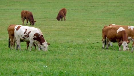 grass-fed-Cattle-herd-grazing-with-freedom-in-open-green-pastureland