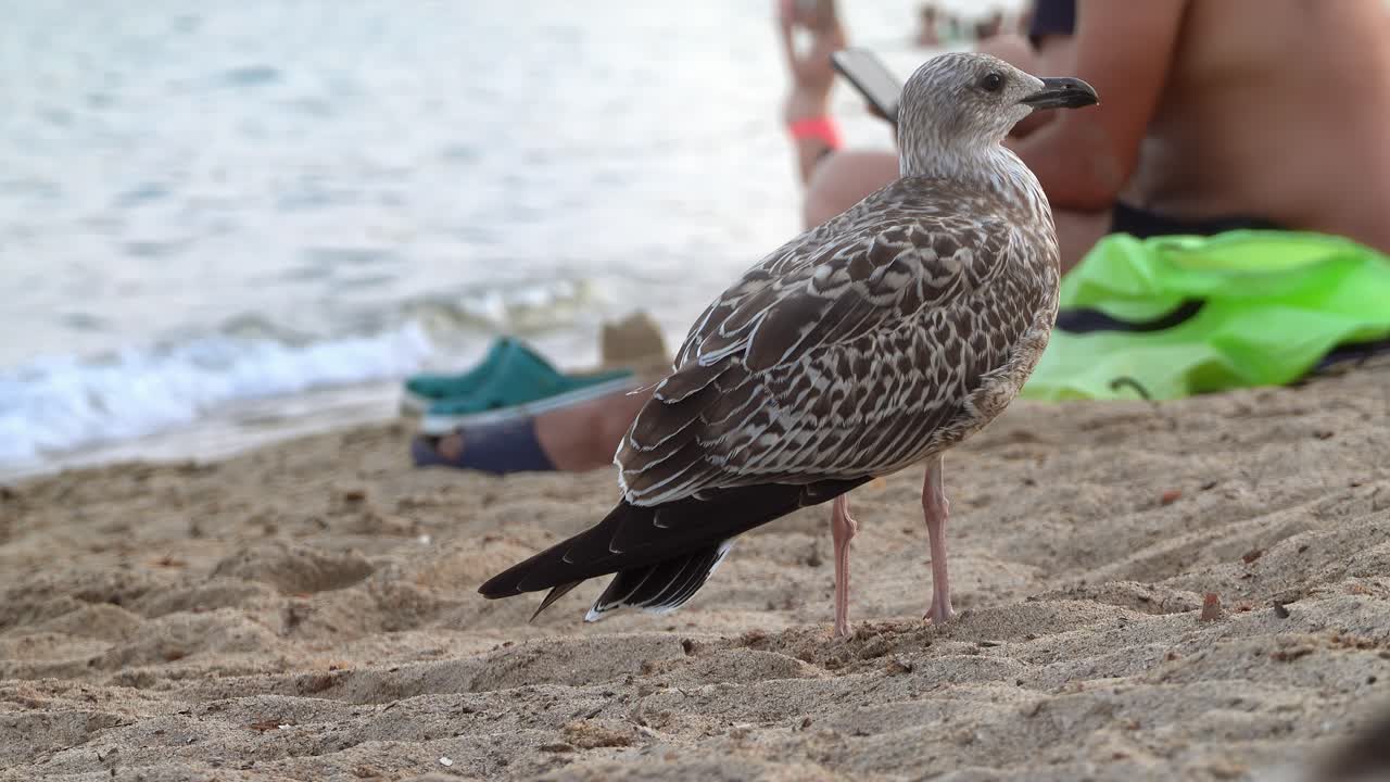 A seagull looking around at the beach with the people on the background