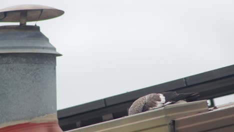 Juvenile-Young-Australian-Magpie-On-Top-Of-Roof-With-Chimney-And-Solar-Panels-Daytime-Australia-Gippsland-Maffra-Victoria