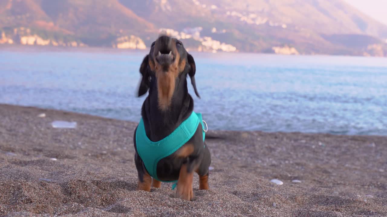 Adorable dachshund in blue harness or life vest for dogs is cheerfully barking and wagging its tail on sunny day on stony beach, sea coast and mountains in background. Safety and dog walking rules