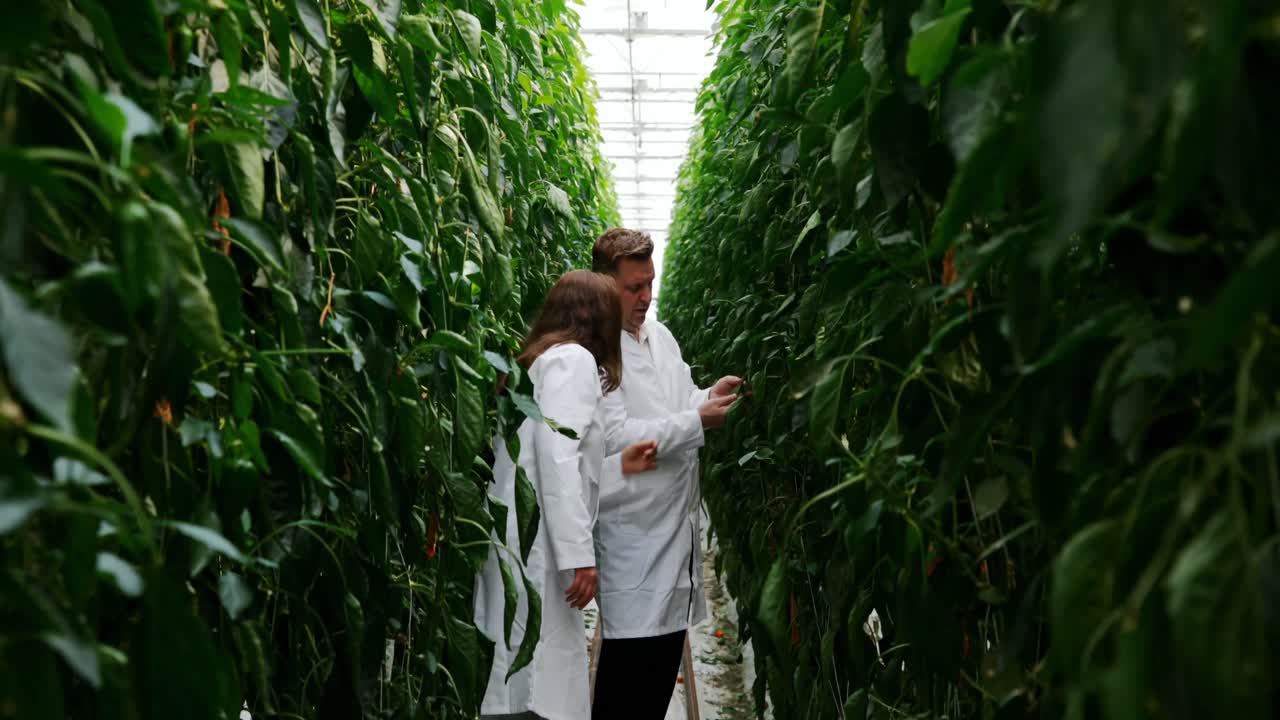 científicos examinando las plantas en el invernadero 4k