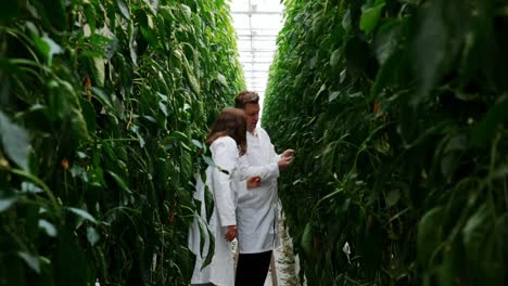científicos examinando las plantas en el invernadero 4k