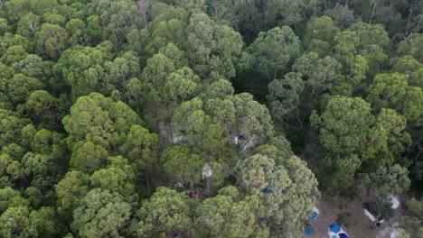 descending aerial: tents on pads in beautiful forest campground, aus