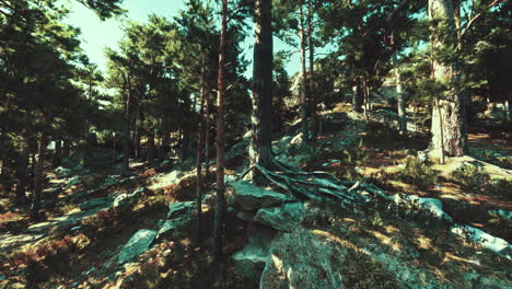 sunlit pine forest on rocky hillside