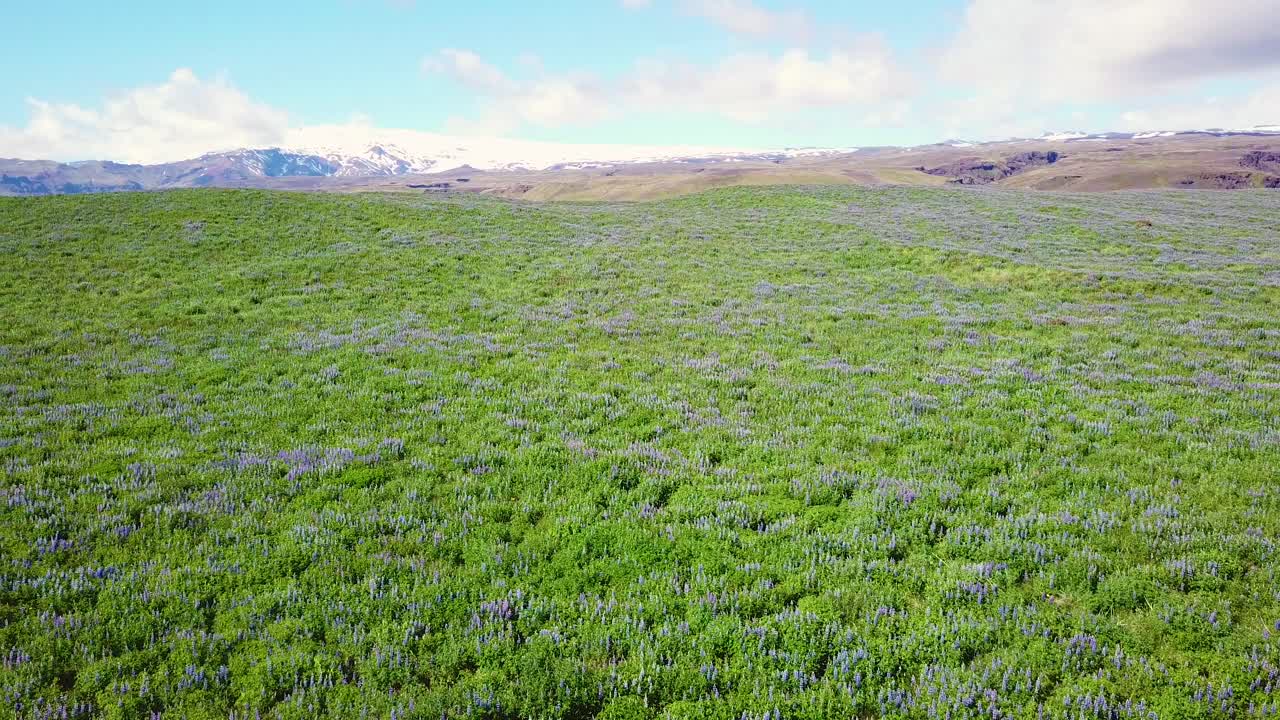antena sobre vastos campos de flores de lupino que crecen en las montañas del sur de islandia 1