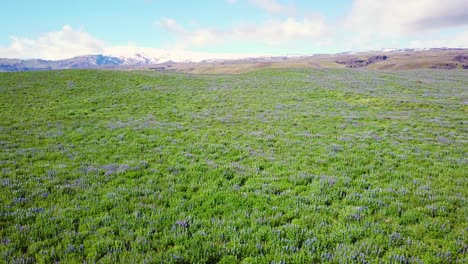 Antena-Sobre-Vastos-Campos-De-Flores-De-Lupino-Que-Crecen-En-Las-Montañas-Del-Sur-De-Islandia-1