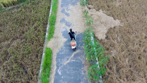 back view of man driving motorbike in zigzag on rural road between rice fields, indonesia