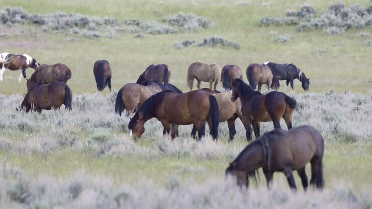 Mandria di Mustang, i cosiddetti cavalli selvaggi, che pascola nella prateria del Wyoming