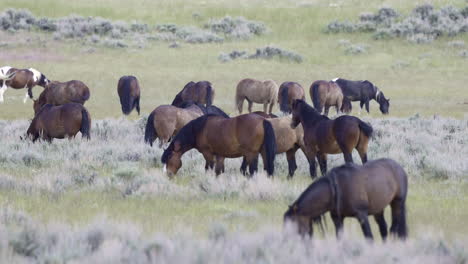 Mustangs-so-called-Wild-horses-herd-grazing-on-the-prairie-of-Wyoming