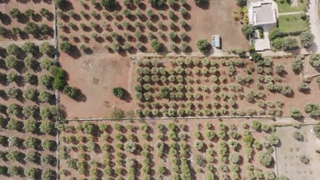 aerial top down fly up showing rows and rows of olive trees in southern italy