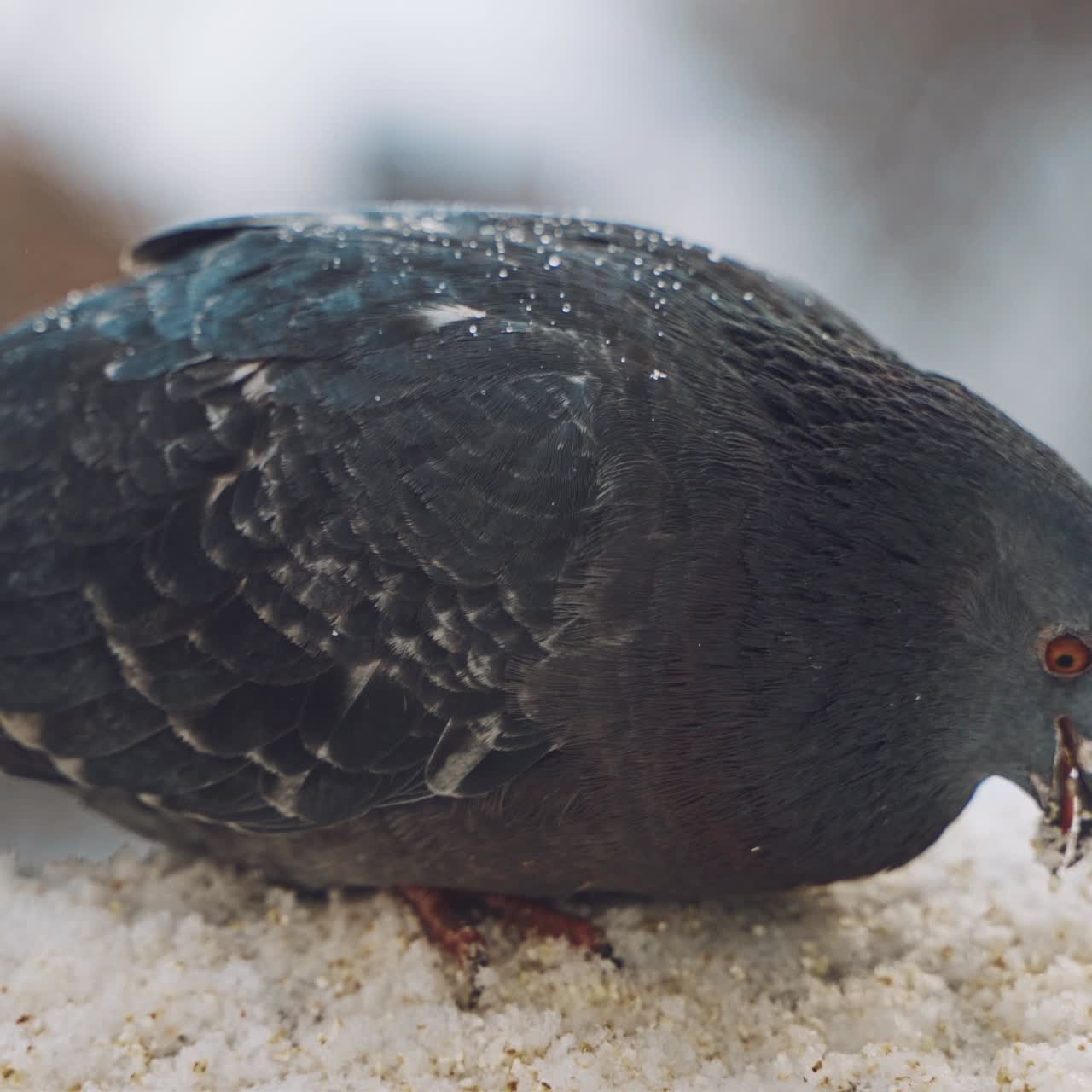 Dove eating food. Gray pigeon dove sit on the snow on cold frosty day in winter.