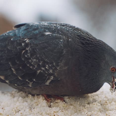 dove eating food. gray pigeon dove sit on the snow on cold frosty day in winter.