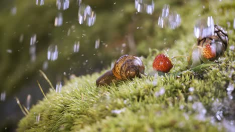 close-up de la vida silvestre de una y fresas silvestres y caracol en la fuerte lluvia en el bosque. disparado en cámara súper lenta 1000 fps.