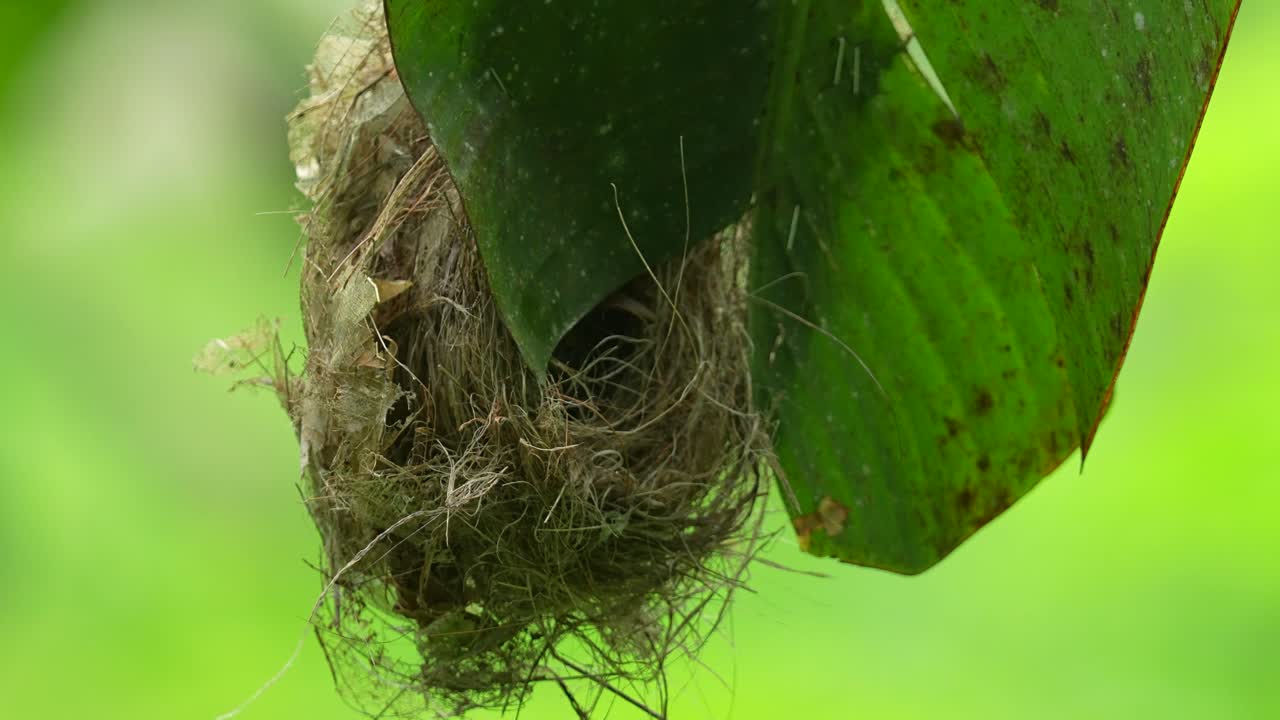 hanging nest, likely belonging to a Little Spiderhunter, cleverly suspended from a large green leaf, possibly a banana leaf